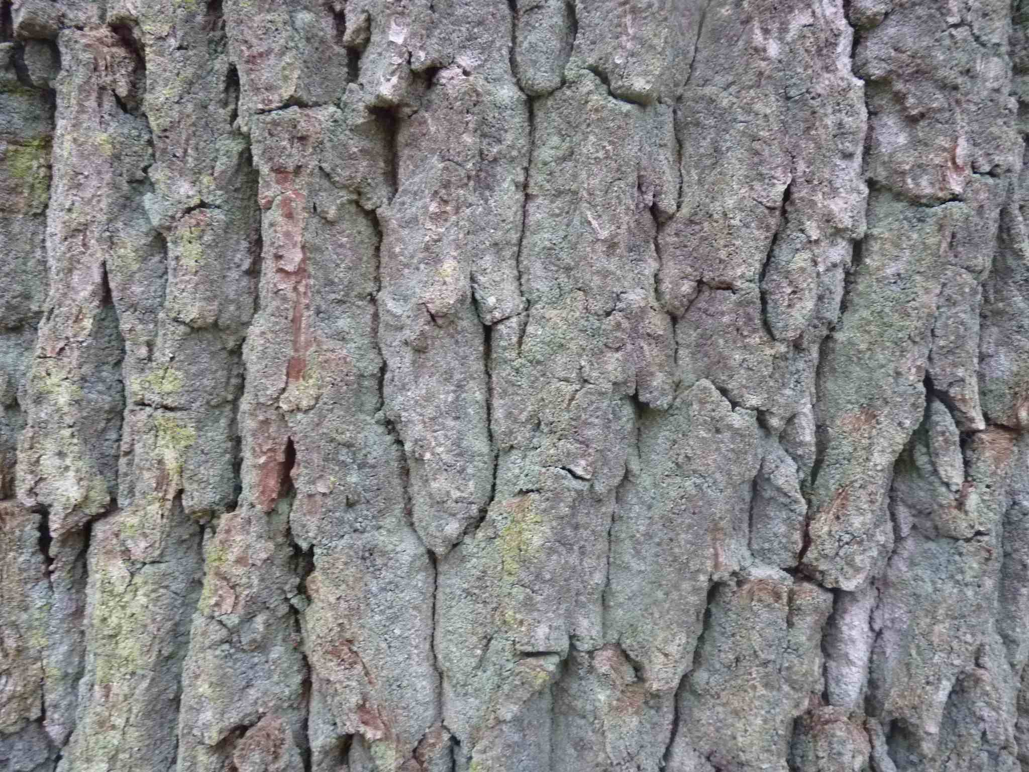 En ville, les arbres favorisent aussi la biodiversité