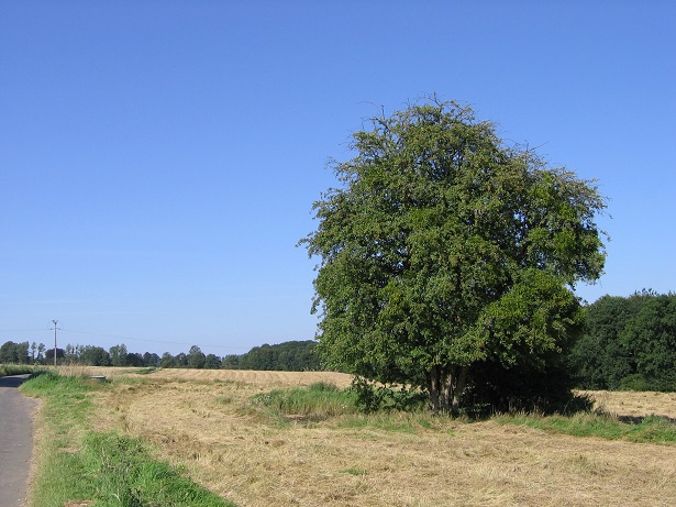 Climat, biodiversité : le retour gagnant des arbres champêtres