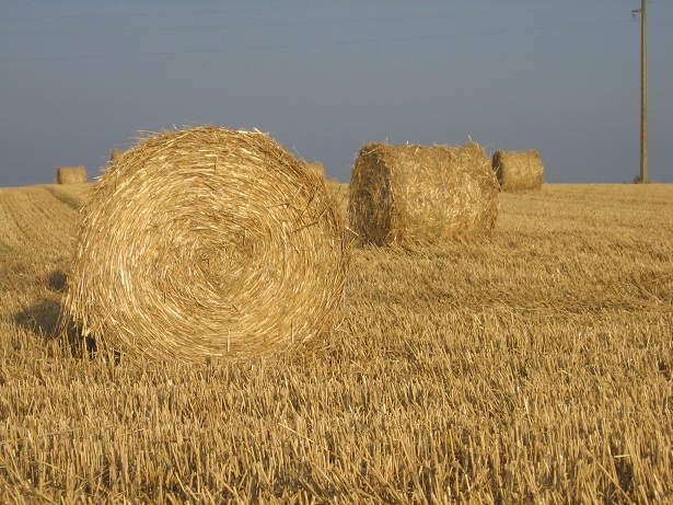 Une prospective à 2040 pour l’agriculture biologique française
