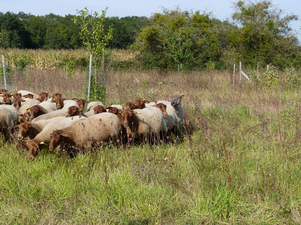 L’écopastoralisme urbain, un mode d’entretien doux et polyvalent