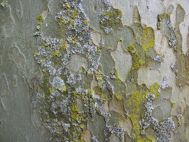 Services écosystémiques rendus par les arbres urbains (revue de bibliographie)