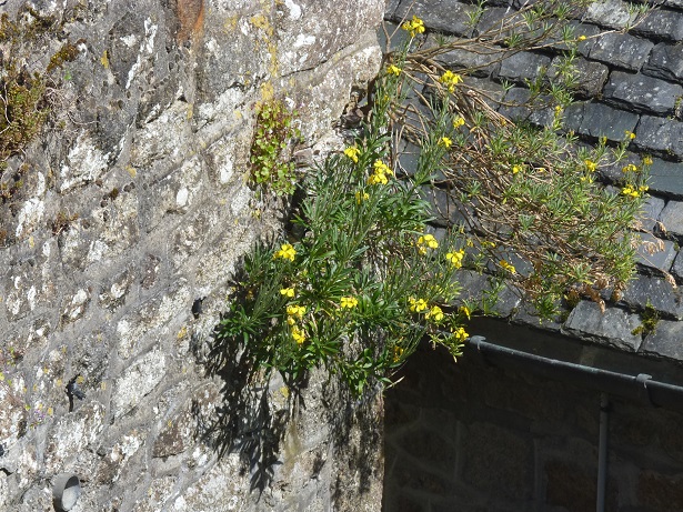 Bâtiment et Biodiversité