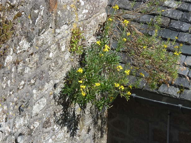 Bâtiment et Biodiversité