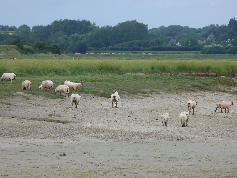 L’agriculture du littoral, pour la protection des paysages et le maintien d’une offre alimentaire locale