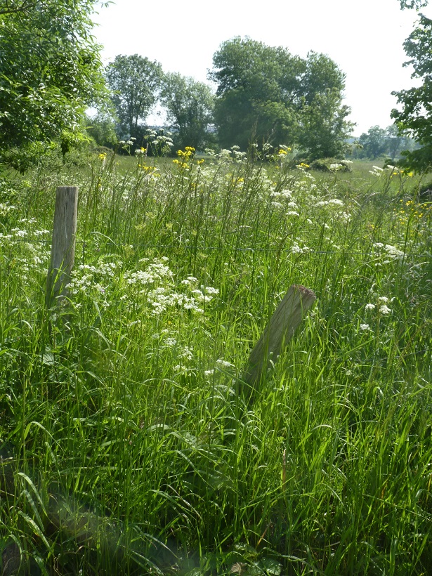 Quand des prairies fleurissent sur d’anciennes friches urbaines