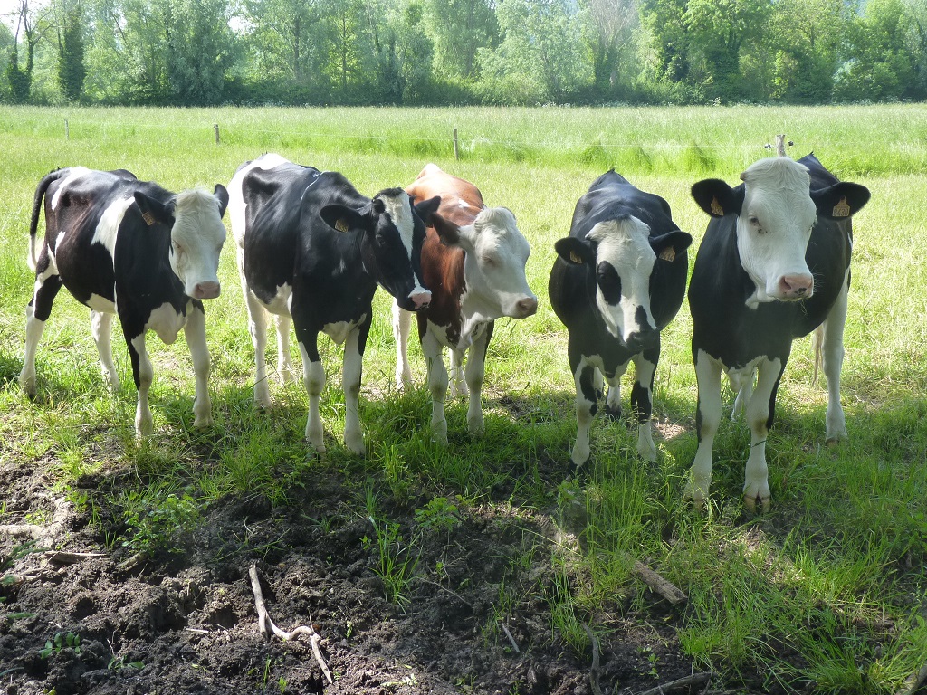 Agriculture : des éleveurs du pays de Caux s’adaptent au changement climatique