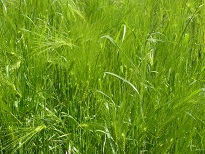 Quelle biodiversité dans les champs cultivés ?