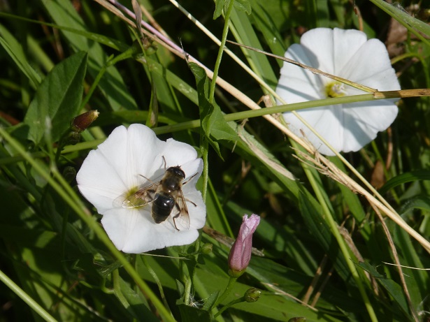Où sont les pollinisateurs ?
