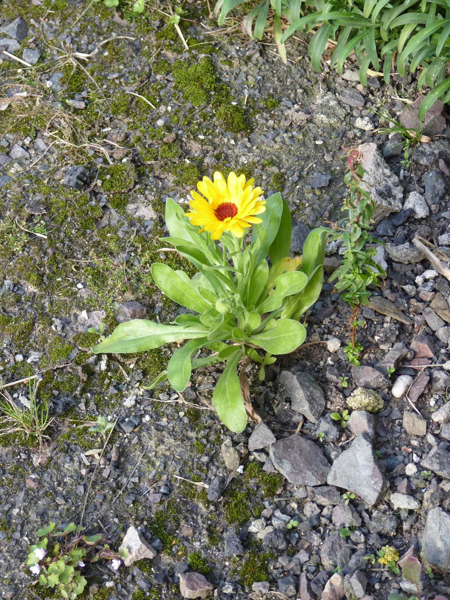 Bien-être en ville : toutes les natures ne se valent pas