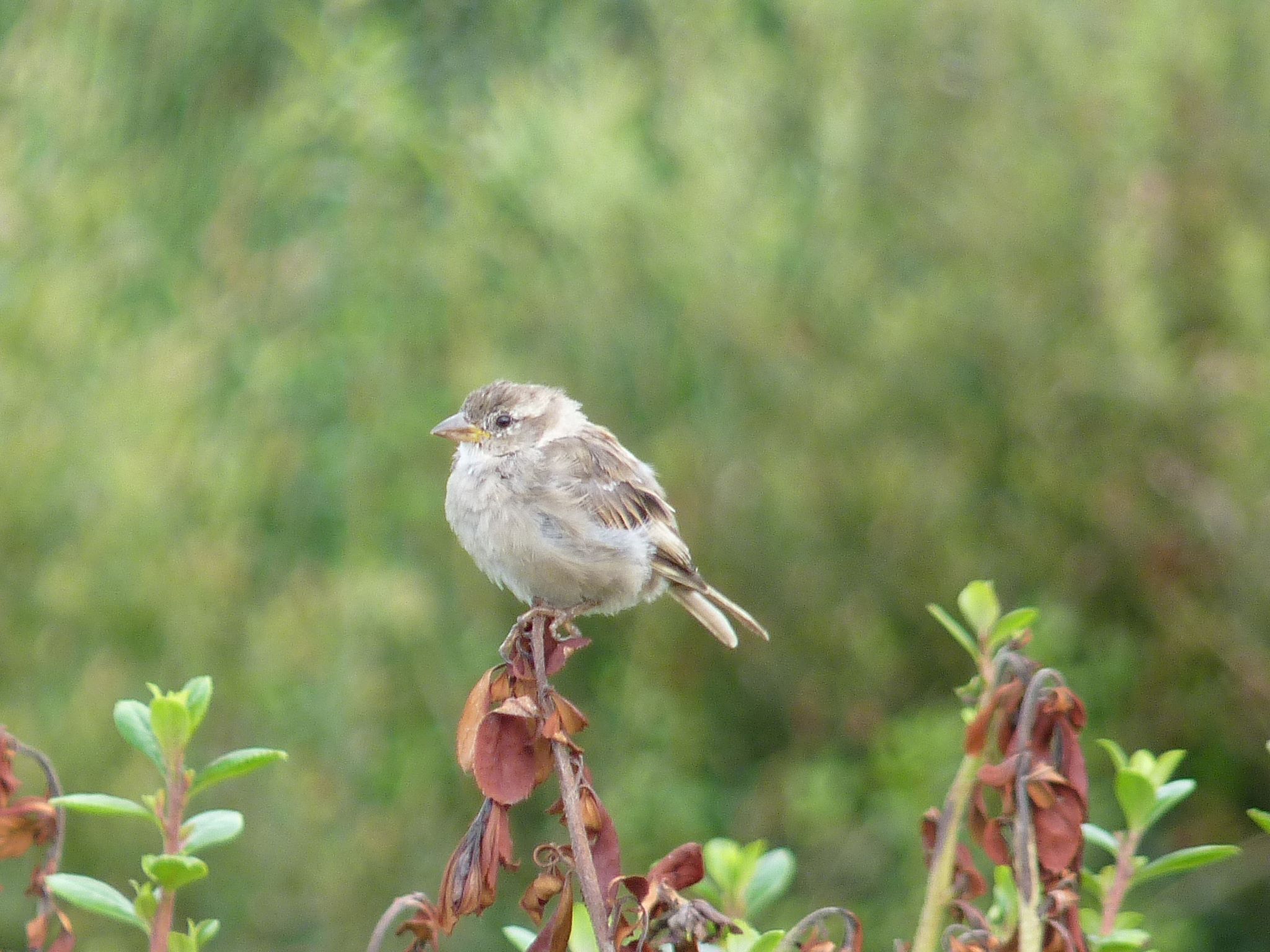Recenser les oiseaux, identifier les plantes : les sciences participatives font-elles vraiment avancer la recherche ?