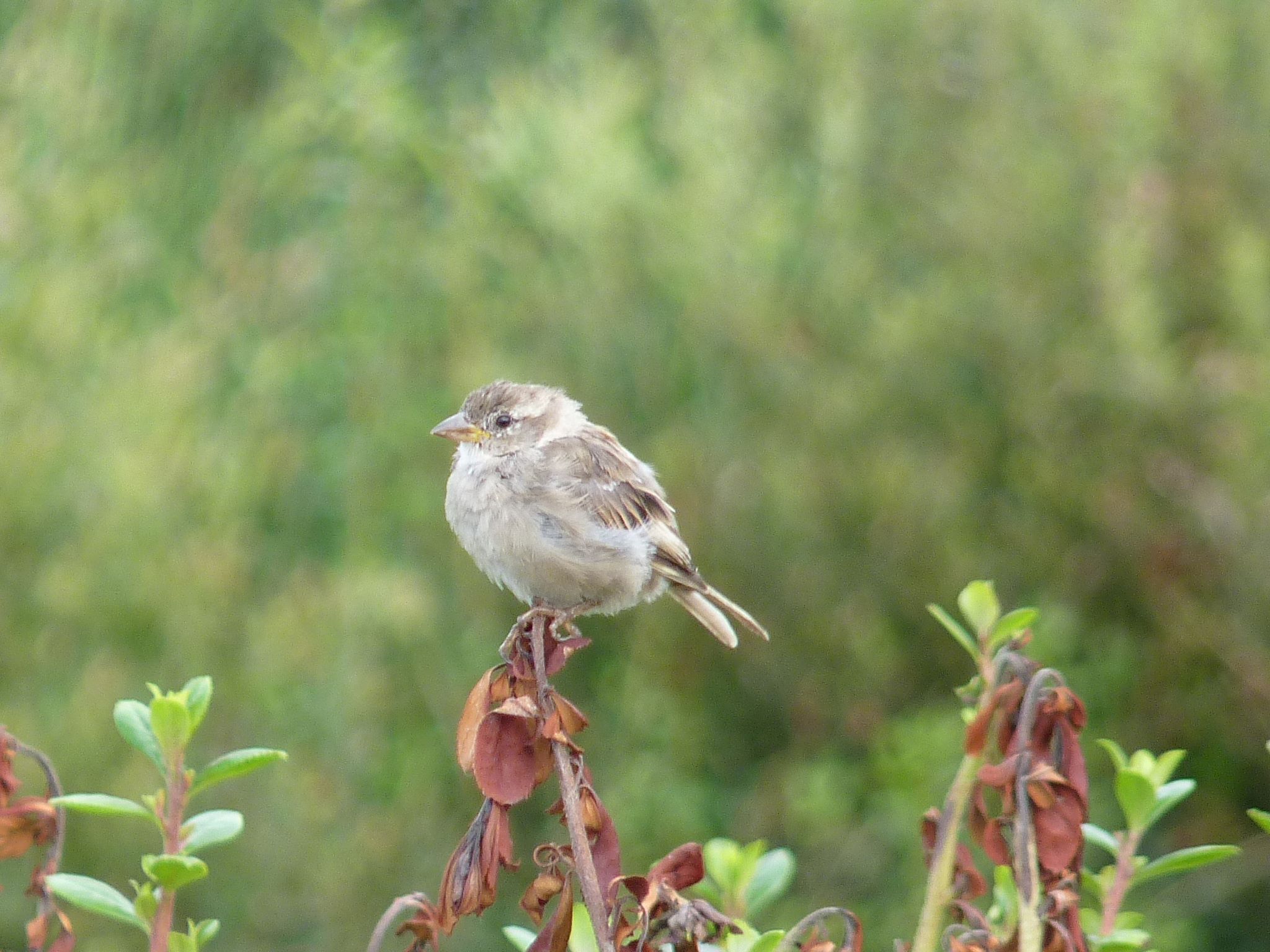 Recenser les oiseaux, identifier les plantes : les sciences participatives font-elles vraiment avancer la recherche ?