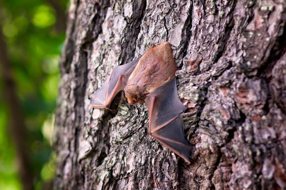 [Rencontres] Les chauves-souris : Rencontres SFEPM