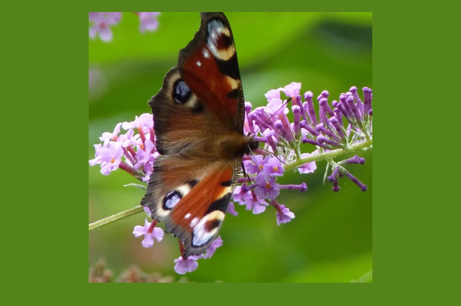 [Appel à manifestation d’intérêt] Formations Propage (Papillons) et Florilèges Prairies