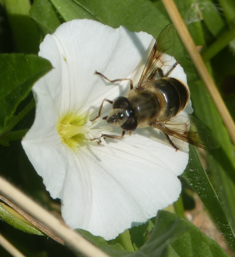 Il y a un risque de voir disparaître un grand nombre d’espèces de plantes (le déclin des pollinisateurs). Entretien avec Emmanuelle Porcher