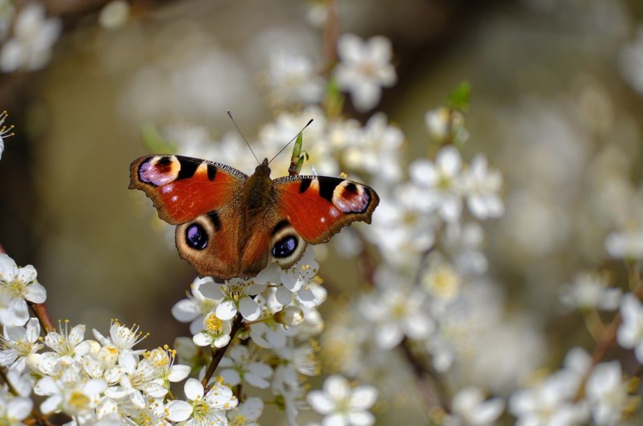 [Webinaire] Webinaire d’information sur le programme ABC « Atlas de la biodiversité communale »