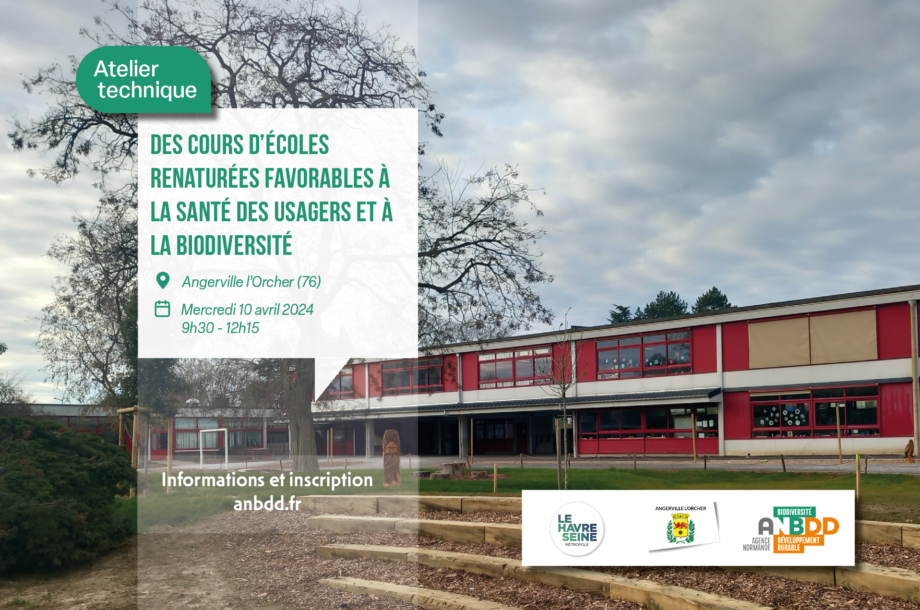 [Atelier technique] Des cours d’école renaturées favorables à la santé des usagers et à la biodiversité