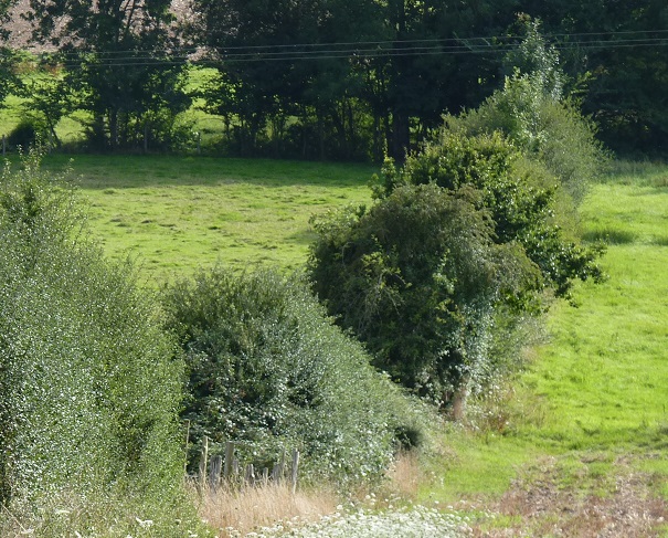 Fiches pratiques Paysage (Les arbres et arbustes / Les talus / Les haies)