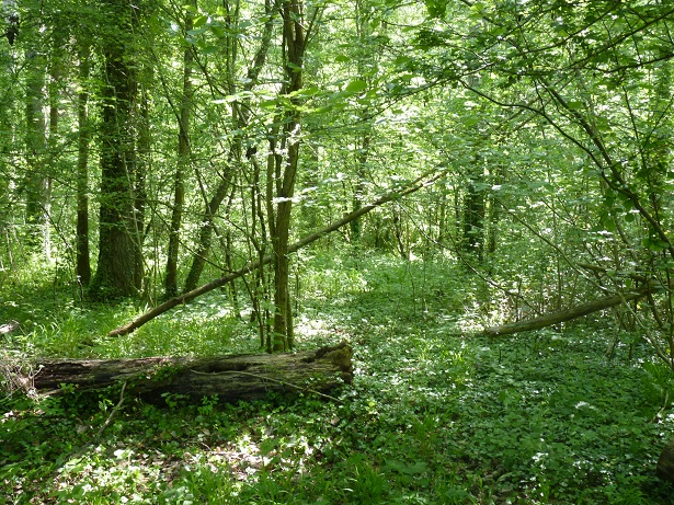 Mise en gestion durable de la forêt française privée