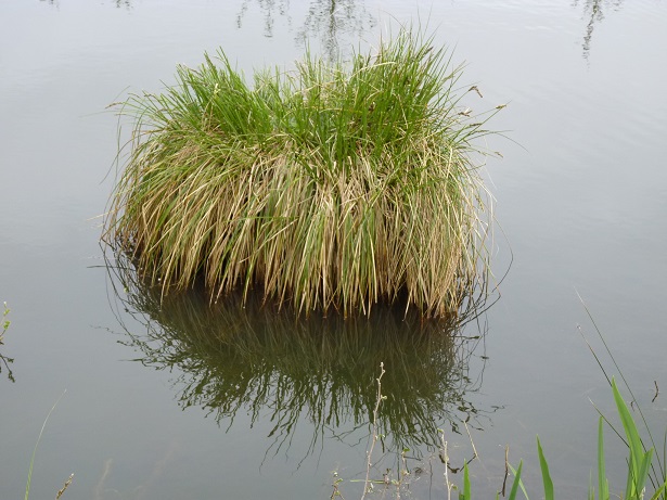 ADN environnemental, le vivant de A et Z