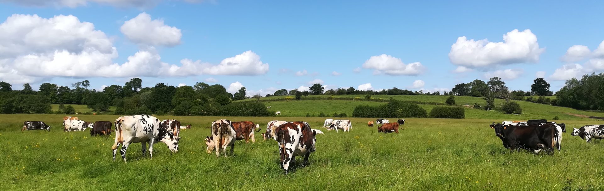 Concilier la préservation de la biodiversité et les pratiques d’élevage dans les zones humides – 50