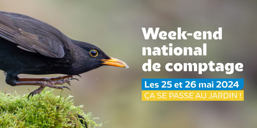 [Grand week-end participatif]  Comptage national des oiseaux des jardins