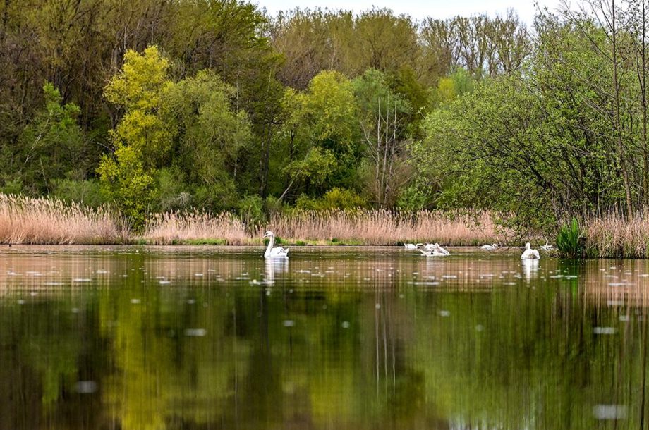 [Webinaire] BREF 11 : financements européens 2021-2027 pour les projets autour de l’eau et de la biodiversité