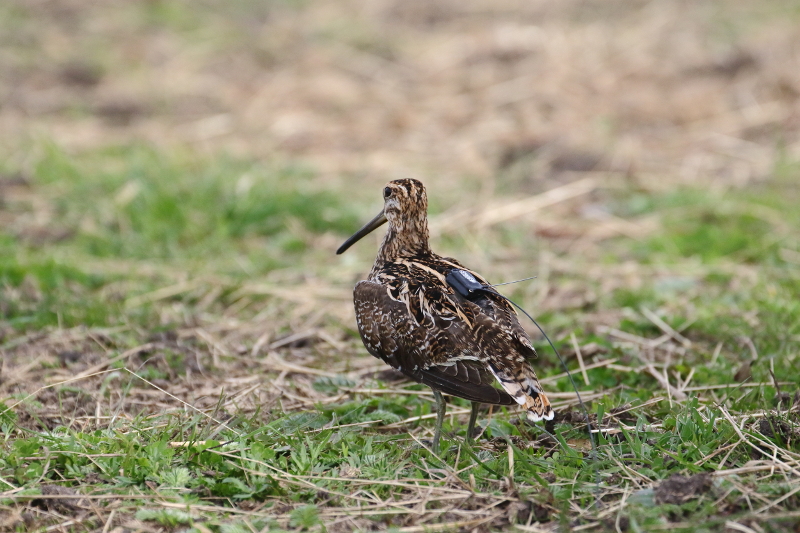 [Colloque] Colloque international Connaissance et conservation des limicoles