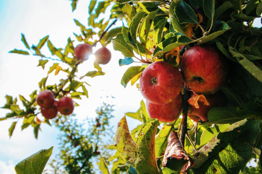 [Webinaire]  Cultiver les paysages fruitiers en ville