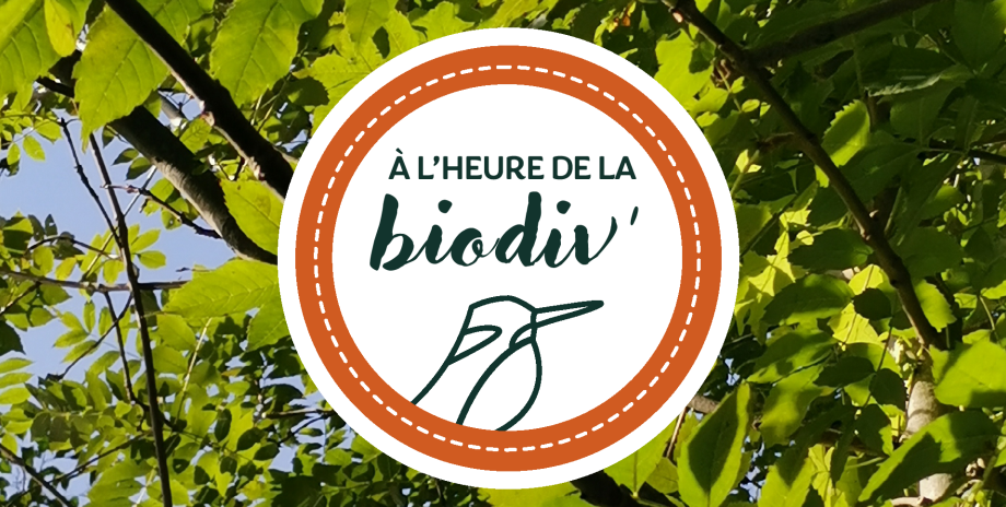 [Webinaire] Végétalisation – Comment construire un projet de végétalisation ? – #3 À l’heure de la biodiv’ !