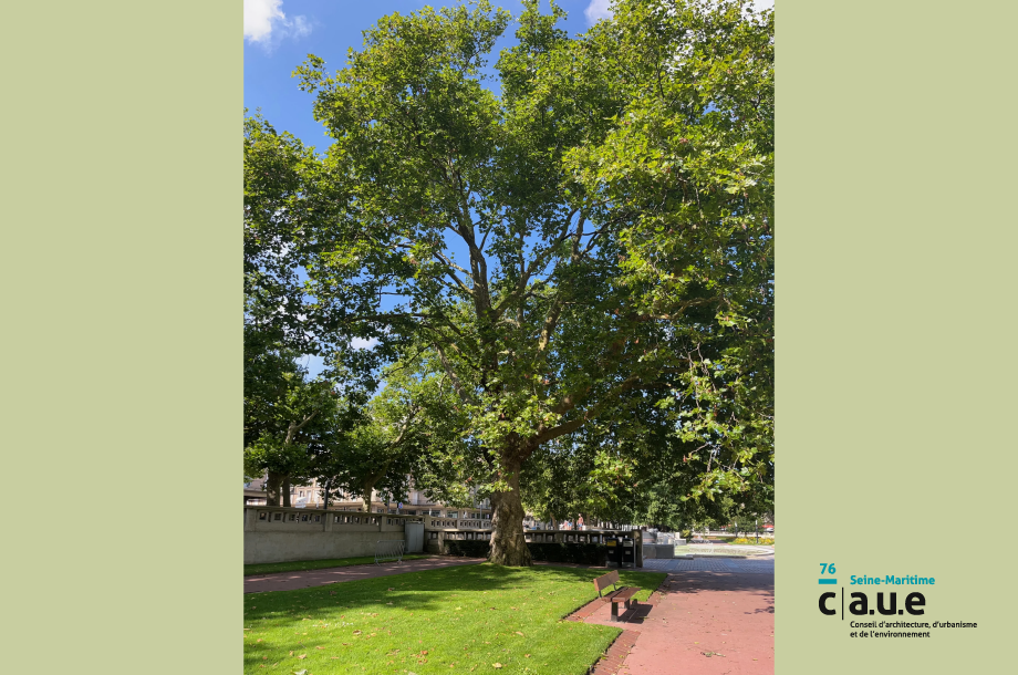[Rencontre] L’arbre dans la ville,  les rendez-vous du CAUE 76