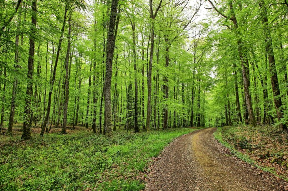 [Webinaire] La chasse en forêt : quels rôles et responsabilités des élus ?