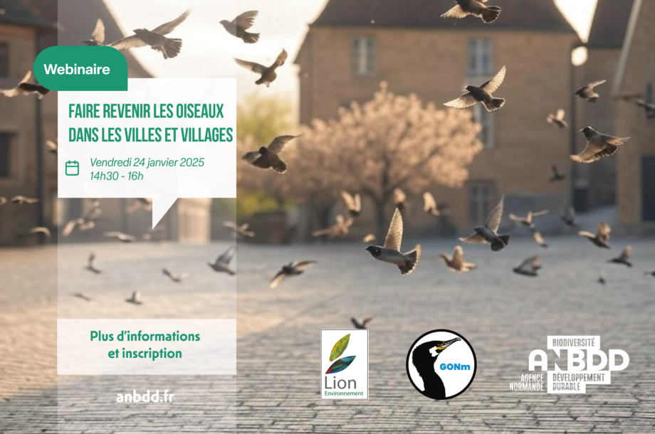 [Webinaire] Faire revenir les oiseaux dans les villes et villages