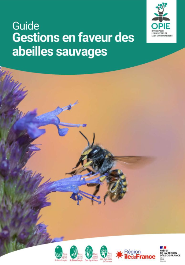 Gestions en faveur des abeilles sauvages – Guide