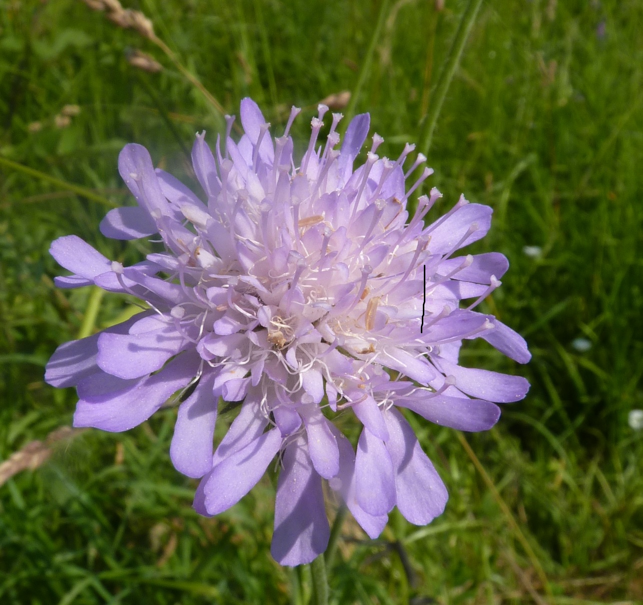 La biodiversité en France – Synthèse des connaissances en 2024