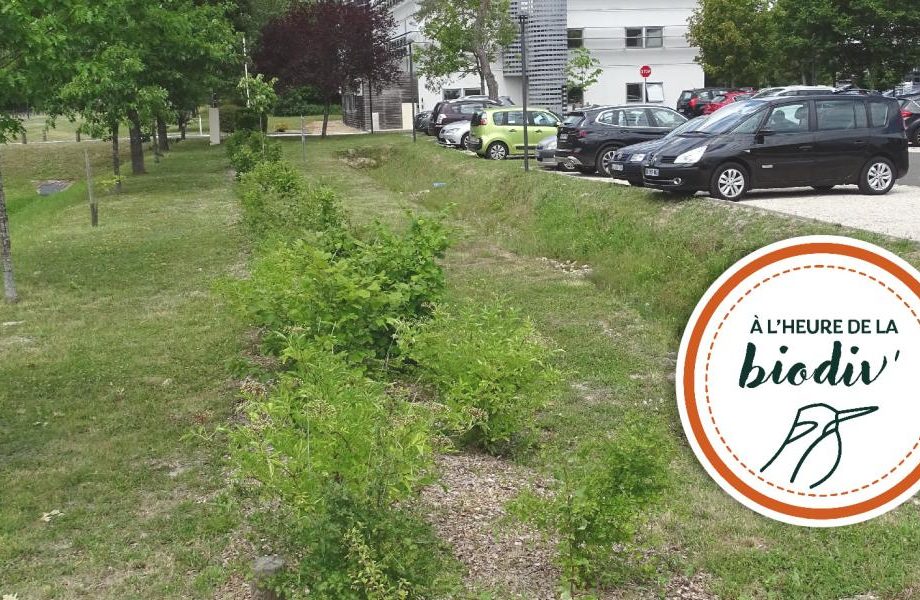 [Webinaire] Les solutions naturelles pour la gestion du pluvial – Cycle Parcours de l’eau #1/4