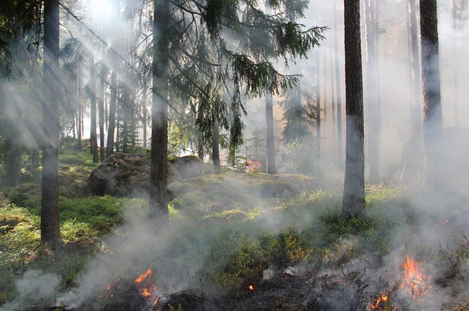 [En forêt] Feu de forêt : le rôle des élus locaux face aux risque émergeant en Normandie