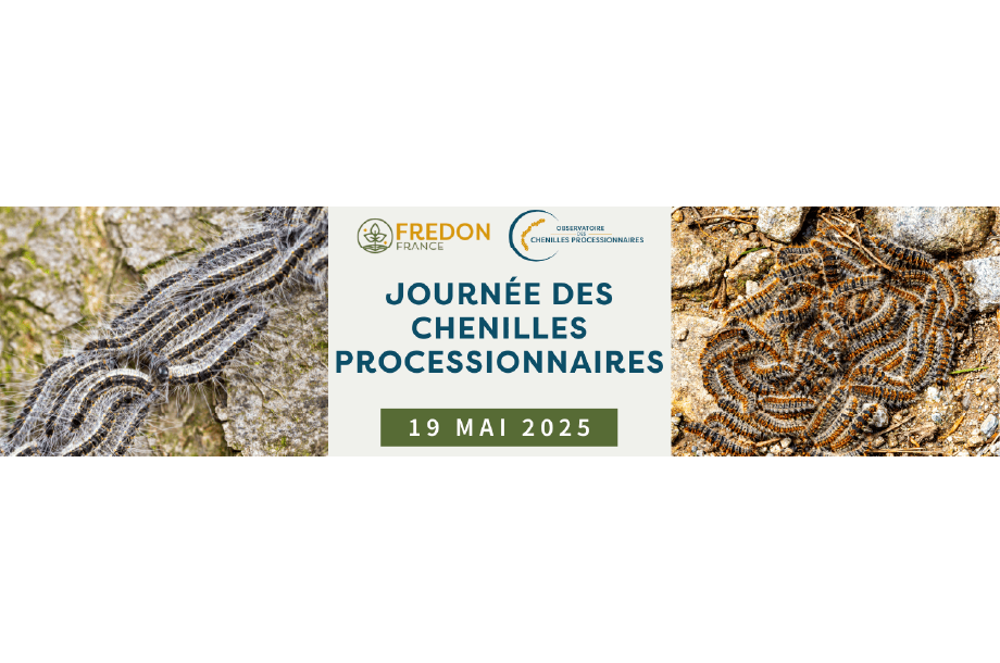 [Conférence en ligne] Chenilles processionnaires – enjeux et solutions
