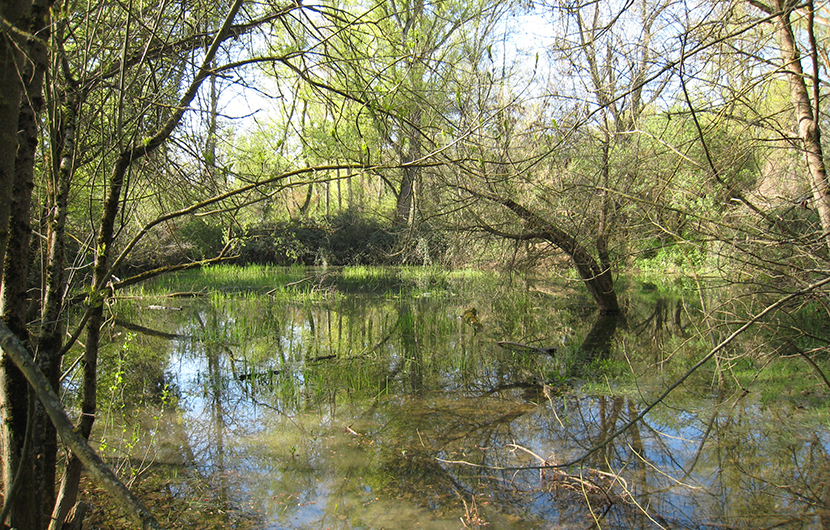[Webinaire] GT Adapt’éco Assurance & Biodiversité : Réduire son impact grâce aux solutions fondées sur la nature