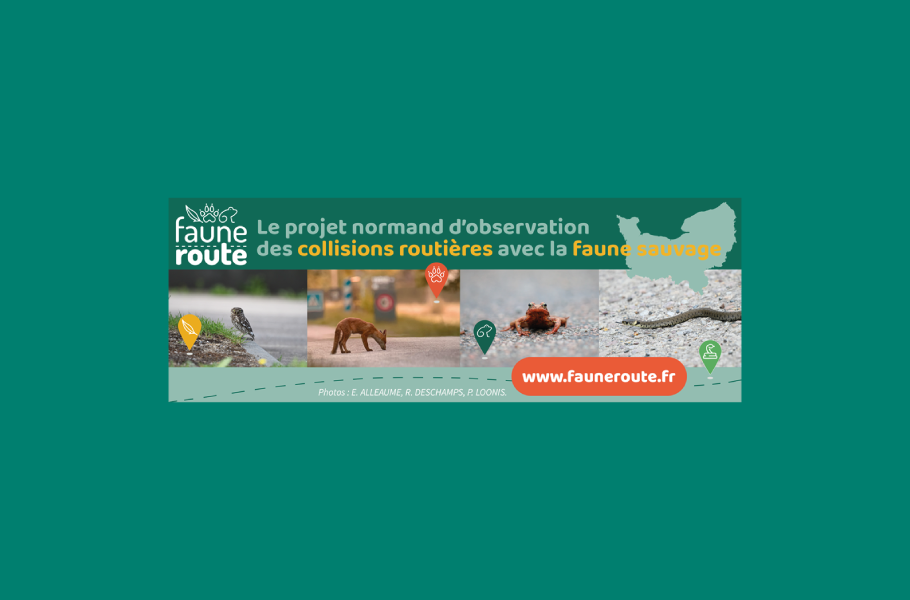 Faune Route Normandie