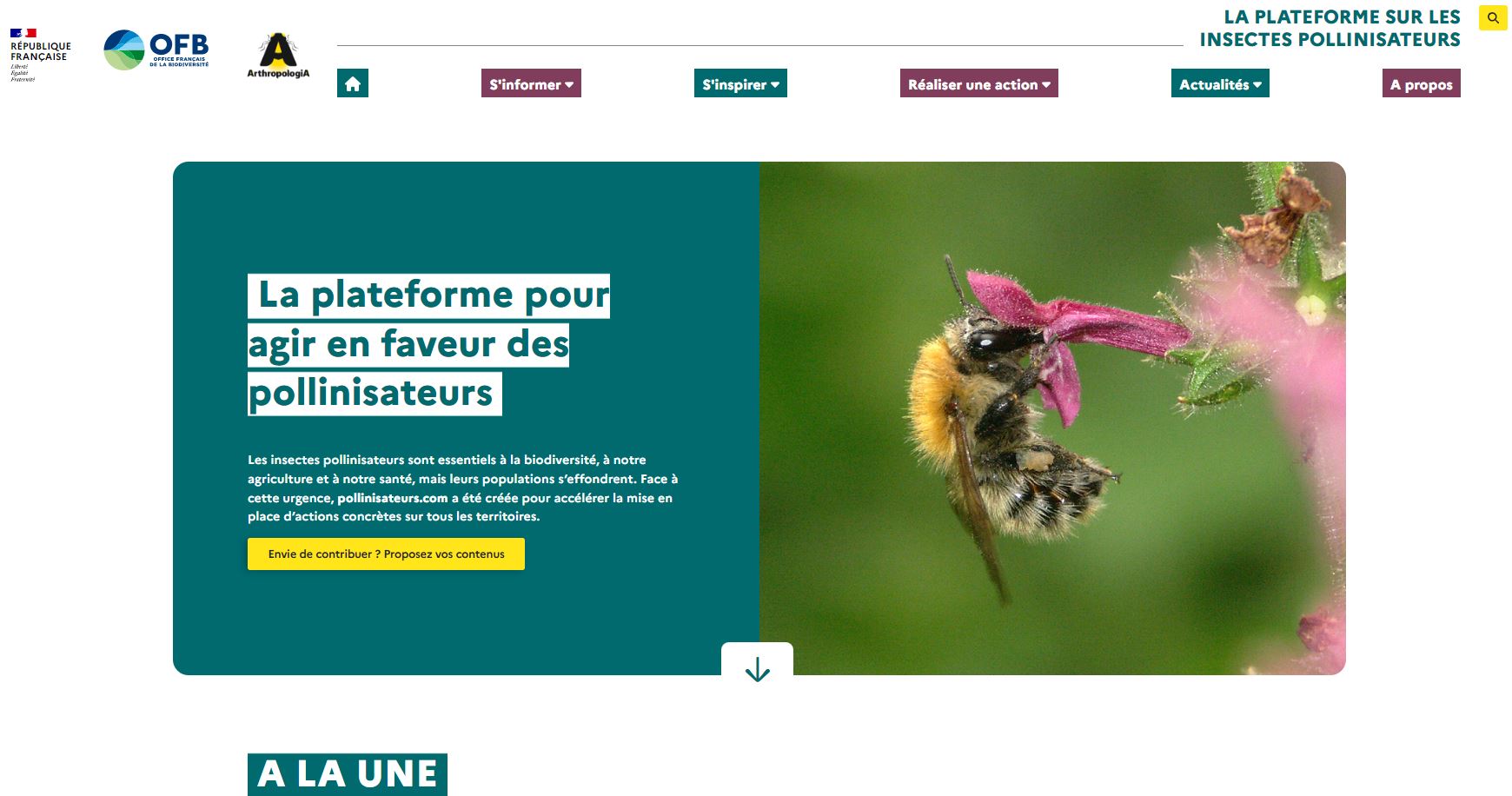 Pollinisateurs | La plateforme française de référence sur les pollinisateurs