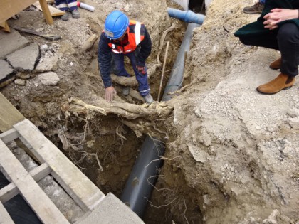 [Journée technique] Racines d’arbres et réseaux enterrés : (a)ménager la cohabitation