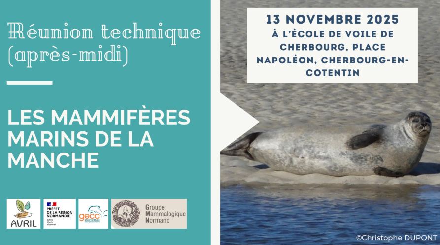 [Réunion technique] Les mammifères marins de la Manche