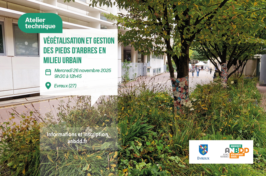 [Atelier technique] Végétalisation et gestion des pieds d’arbres en milieu urbain