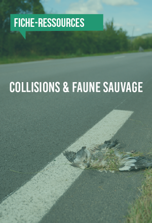[Fiche-Ressources] Collisions et faune sauvage