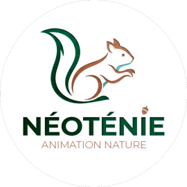 Néoténie