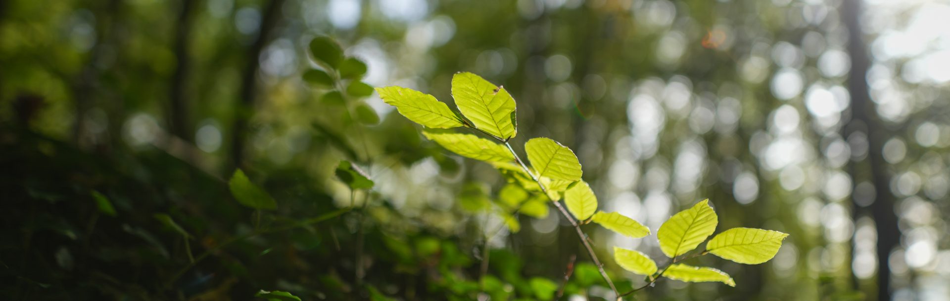 Les forêts de Normandie
