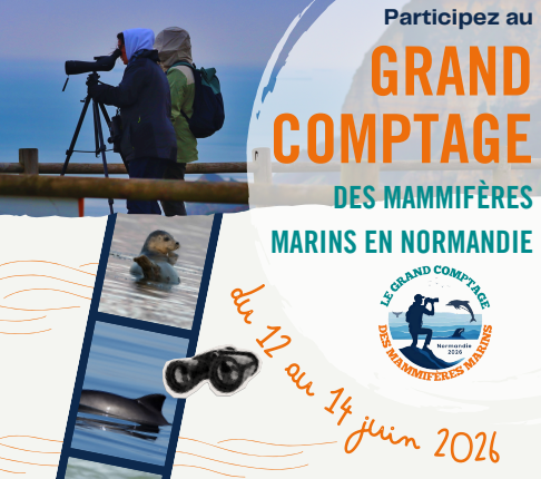 [Évènement] Grand Comptage des Mammifères Marins de Normandie 2026