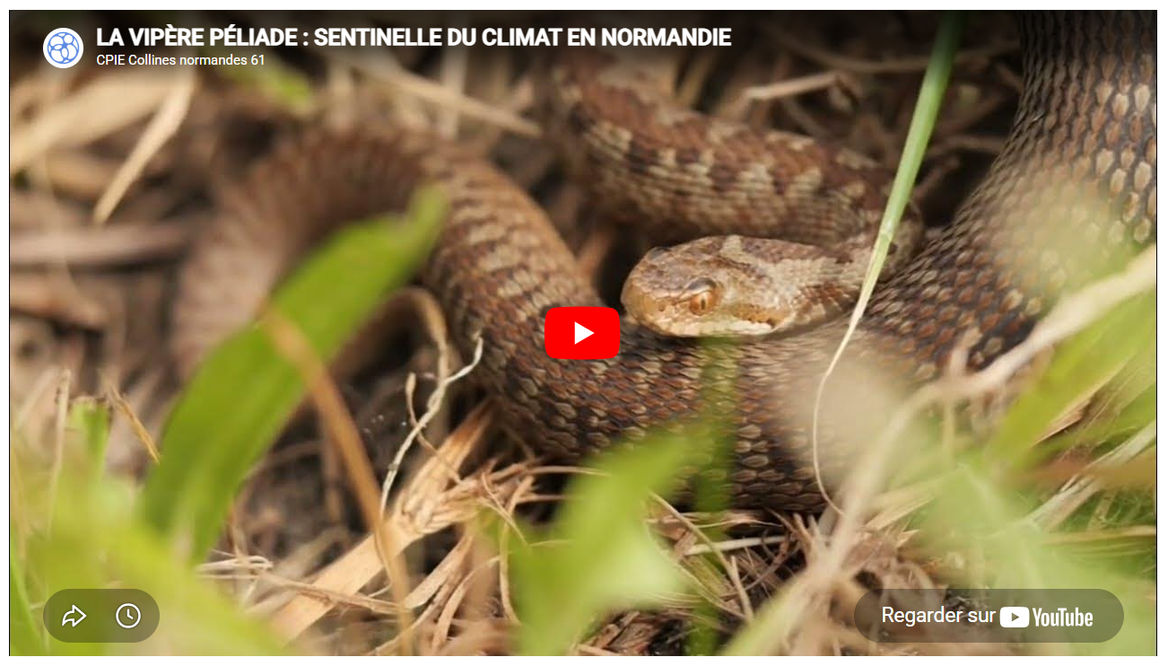 La vipère péliade : Sentinelle du climat en Normandie