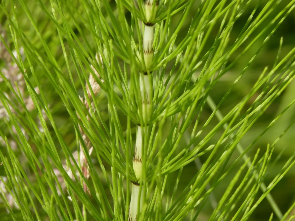 Les savoirs écologiques au service de la santé