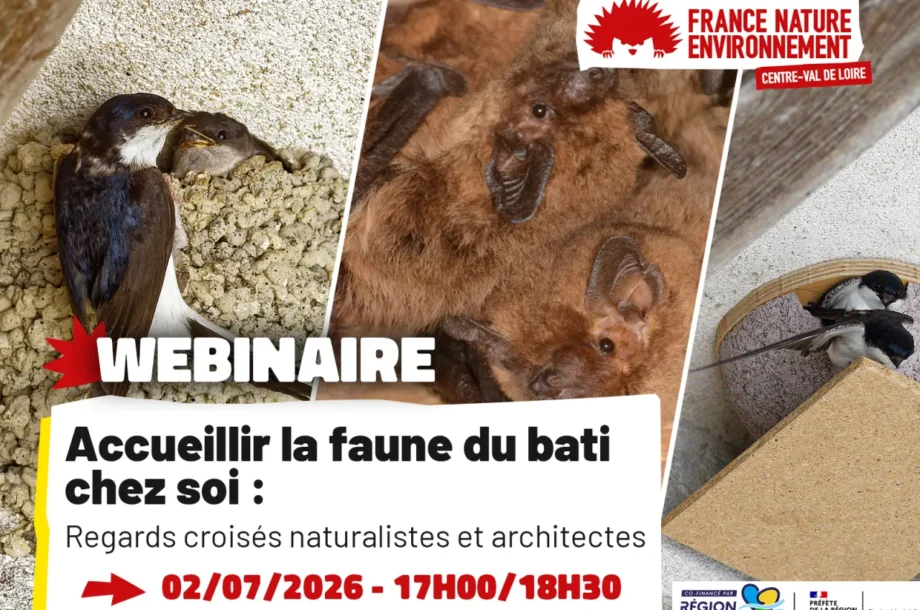 [Webinaire] Accueillir la faune du bâti chez soi – Regards croisés entre naturalistes et architectes
